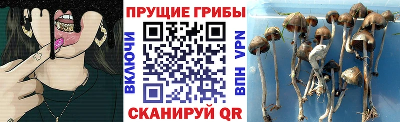 Купить закладки  Нижневартовск  Псилоцибиновые грибы GOLDEN TEACHER 